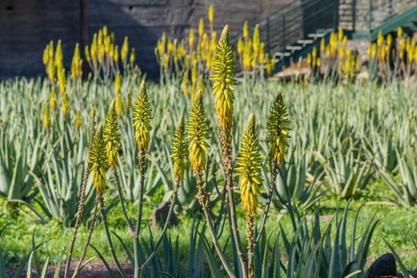 wie man Aloe Vera zu Hause pflegt